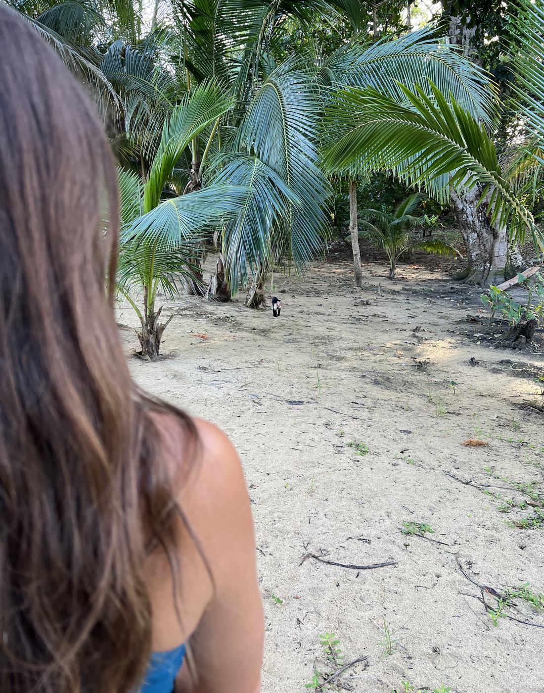 Watching a capuchin monkey cross the sand under coconut palms