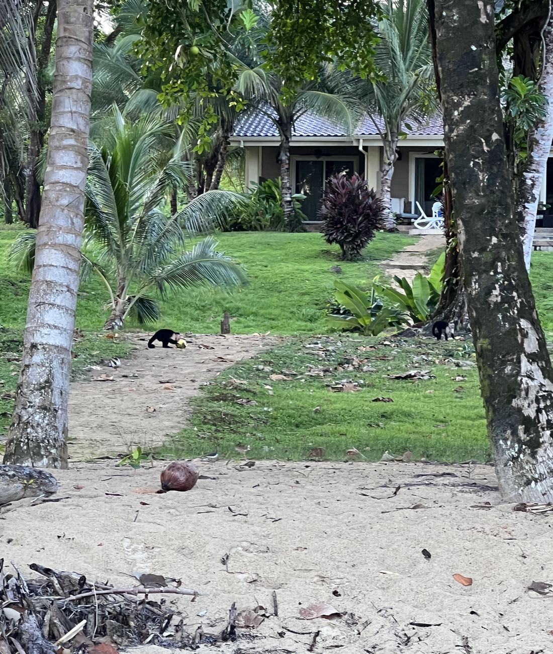 Beach house set back from the sand with lawn and palms